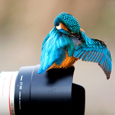 نمایشگاه گروهی «عکس‌های طبیعت و حیات وحش» در البرز