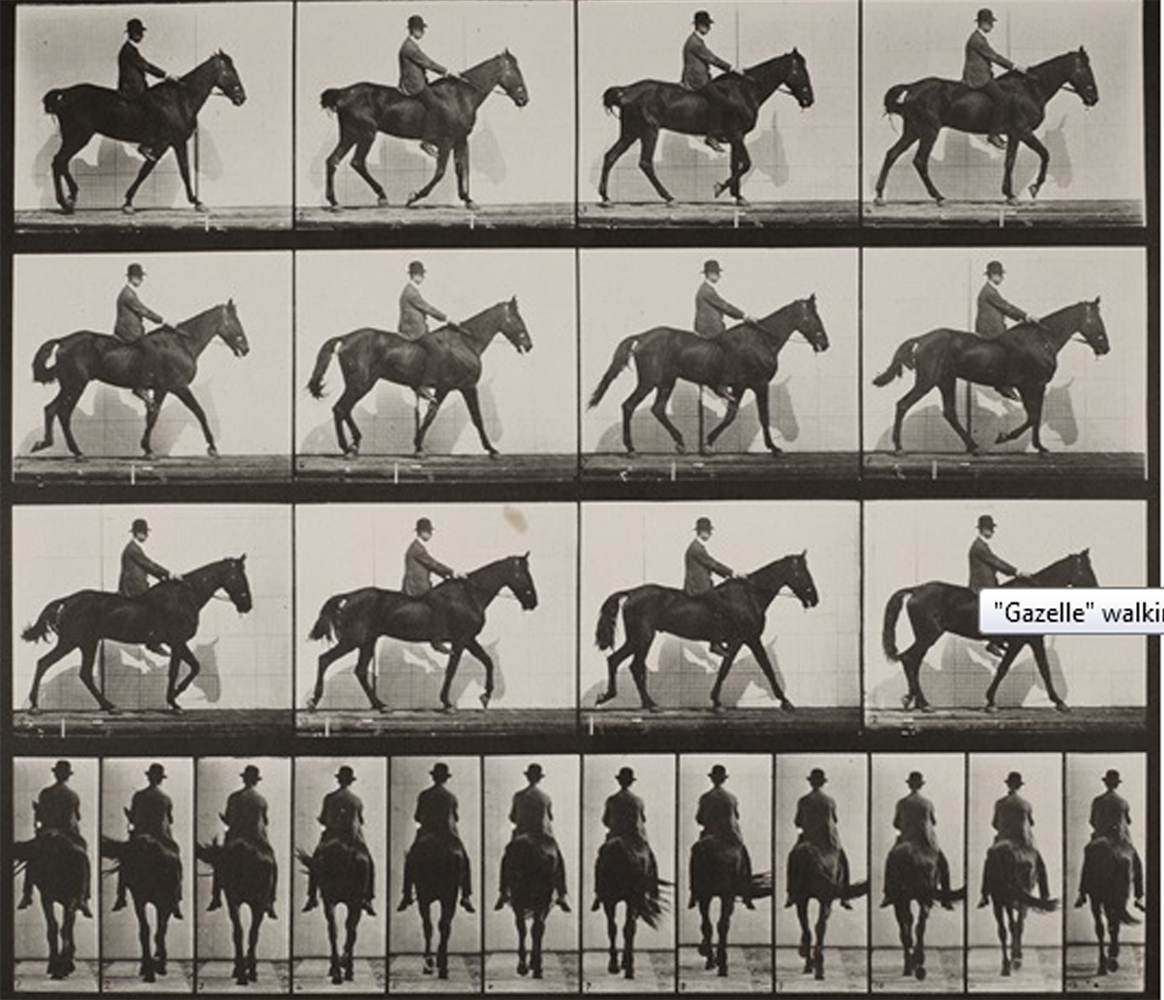 تعدادی از عکس های Eadweard Muybridge